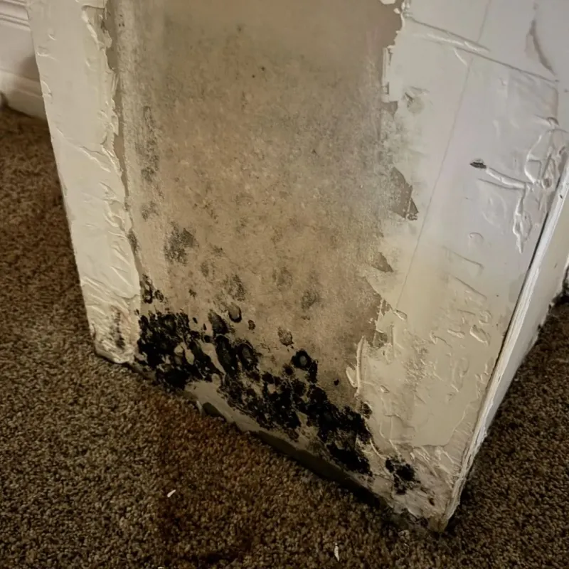Professional Mold Removal in Big Sandy, TX